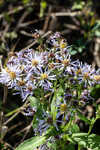 Elliott's aster